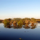 Everglades - hammocks