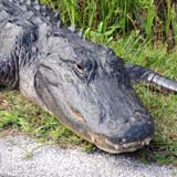 Everglades - alligator