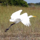 Everglades