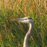 Everglades