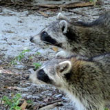 Key Biscayne - ratons laveurs