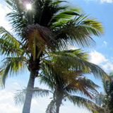 Miami Beach